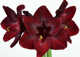 hippeastrum Carmen (1)